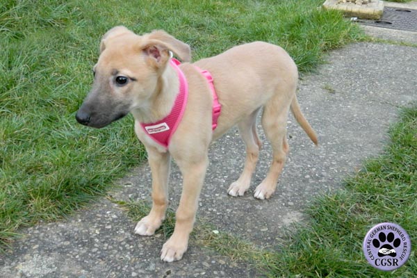Izzy - currently looking for adoption with Central German Shepherd Rescue = www.centralgermanshepherdrescue.com/ - cgsr.co.uk